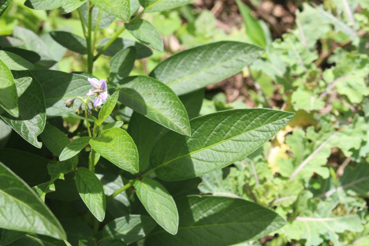 Solanum muricatum Aiton